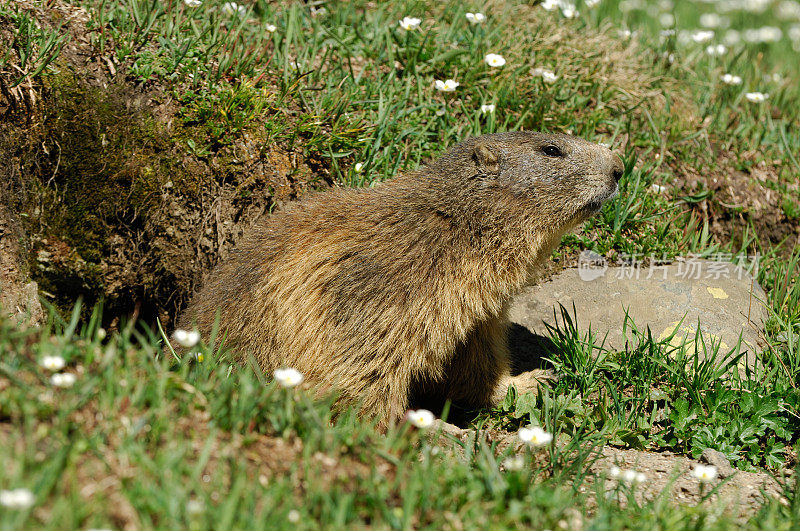 高山土拨鼠 (Marmota marmota)